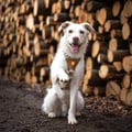 Cloudbeam Dog Harness
