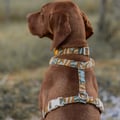 Cloudbeam Dog Harness