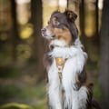 Cloudbeam Dog Harness