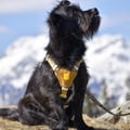 Cloudbeam Dog Harness