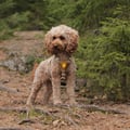 Cloudbeam Dog Harness