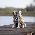 Cloudbeam Dog Harness