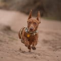 Cloudbeam Dog Harness