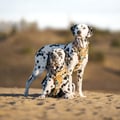 Cloudbeam Dog Harness