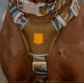 Cloudbeam Dog Harness