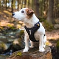 Roam Dog Harness Black Outlet