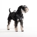 Roam Dog Harness Black Outlet