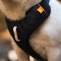 Roam Dog Harness Black Outlet