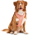 Roam Dog Harness Salmon Pink