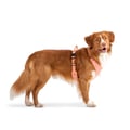 Roam Dog Harness Salmon Pink