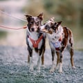 Roam Dog Harness Salmon Pink