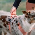 Roam Dog Harness Salmon Pink