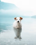 Image 1 of Boss Hund