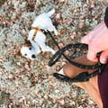 Rope Dog Leash Black