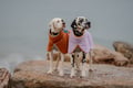 Dog Fleece Pullovers collection