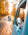 A small dog with white and brown fur leans out of the window of a blue vehicle, enjoying a sunny autumn day surrounded by colorful fall foliage along a country road.