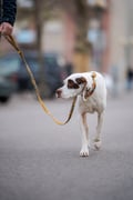 Cloudbeam dog leash
