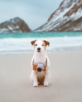Image 4 of Boss Hund