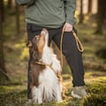 Retriever Leash Wood Brown