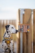 Cloudbeam Dog Collar