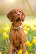 Cloudbeam Dog Collar