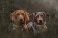 Cloudbeam Dog Collar