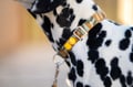 Cloudbeam Dog Collar