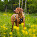 Rope Dog Leash Thin Pistachio Outlet