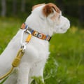 Rope Dog Leash Thin Pistachio Outlet