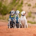 Berci, Indigo & Tony