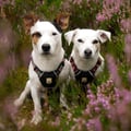 Polar Night Dog Harness