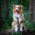 Polar Night Dog Harness