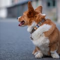 Nightless Night Dog Collar