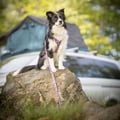 Northern Lights Dog Harness