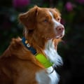 Color Block Martingale Dog Collar Deep Teal