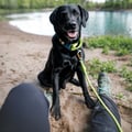 Rope Dog Leash Lime Outlet
