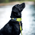 Color Block Martingale Dog Collar Deep Teal