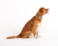Horizon Collar - Deep Teal Mix XS