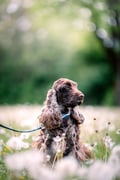 Brown and gray dog on a blue leash sits in a field of dandelions with a blurred green background.