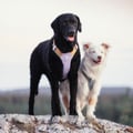 Alpha 360 Dog Harness Lavender