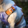 Alpha 360 Dog Harness Lavender