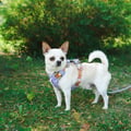 Alpha 360 Dog Harness Lavender