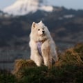 Alpha 360 Dog Harness Lavender