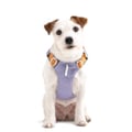 Alpha 360 Dog Harness Lavender