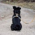 Cloudbeam Dog Leash