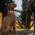 Cloudbeam Dog Leash