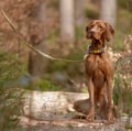 Cloudbeam Dog Leash
