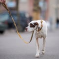 Cloudbeam Dog Leash