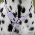 Retriever Leash Lavender