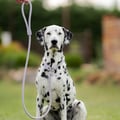 Retriever Leash Wood Brown